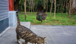 小肥猫吃瓜网,揭秘娱乐圈幕后故事，带你领略明星真实生活