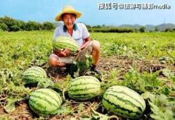 吃瓜网三条线路,三条神秘线路背后的惊天秘密