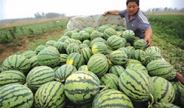 青岛网红小哥吃瓜事件,瓜田里的网络风云